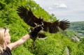 Yvonne mit Harris Hawk Jammy