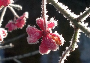 Winterzauber - glitzernde Herzen